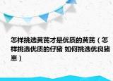 怎樣挑選黃芪才是優(yōu)質(zhì)的黃芪（怎樣挑選優(yōu)質(zhì)的仔豬 如何挑選優(yōu)良豬崽）