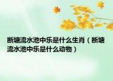 斷塘流水池中樂是什么生肖（斷塘流水池中樂是什么動(dòng)物）