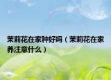 茉莉花在家種好嗎（茉莉花在家養(yǎng)注意什么）