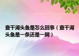 查干湖頭魚是怎么回事（查干湖頭魚是一條還是一網(wǎng)）