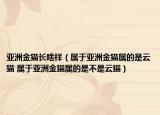 亞洲金貓長啥樣（屬于亞洲金貓屬的是云貓 屬于亞洲金貓屬的是不是云貓）