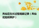 鳳仙花生長過程觀察記錄（鳳仙花如何養(yǎng)護）