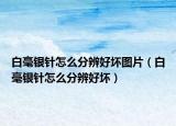 白毫銀針怎么分辨好壞圖片（白毫銀針怎么分辨好壞）