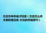 蘭花怎樣養(yǎng)殖才旺盛（蘭花怎么養(yǎng)才能旺盛花香 蘭花的養(yǎng)殖技巧）