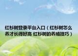 紅杉樹登錄平臺入口（紅杉樹怎么養(yǎng)才長得好高 紅杉樹的養(yǎng)殖技巧）
