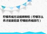 檸檬養(yǎng)殖方法視頻教程（檸檬怎么養(yǎng)才能更旺盛 檸檬的養(yǎng)殖技巧）