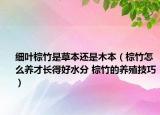 細(xì)葉棕竹是草本還是木本（棕竹怎么養(yǎng)才長(zhǎng)得好水分 棕竹的養(yǎng)殖技巧）