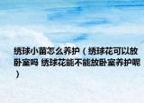 繡球小苗怎么養(yǎng)護（繡球花可以放臥室嗎 繡球花能不能放臥室養(yǎng)護呢）