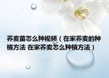 蕎麥苗怎么種視頻（在家蕎麥的種植方法 在家蕎麥怎么種植方法）