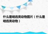 什么是嚙齒類動物圖片（什么是嚙齒類動物）