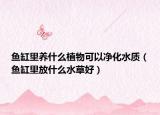 魚缸里養(yǎng)什么植物可以凈化水質(zhì)（魚缸里放什么水草好）