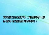 龍須放在臥室好嗎（龍須樹可以放臥室嗎 臥室能養(yǎng)龍須樹呢）