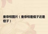 皇帝柑圖片（皇帝柑是橘子還是橙子）