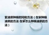 紫油菜種植時(shí)間和方法（在家種植油菜的方法 在家怎么種植油菜的方法）