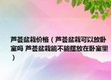 蘆薈盆栽價格（蘆薈盆栽可以放臥室嗎 蘆薈盆栽能不能擺放在臥室里）