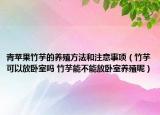 青蘋果竹芋的養(yǎng)殖方法和注意事項（竹芋可以放臥室嗎 竹芋能不能放臥室養(yǎng)殖呢）