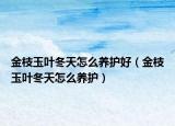 金枝玉葉冬天怎么養(yǎng)護(hù)好（金枝玉葉冬天怎么養(yǎng)護(hù)）