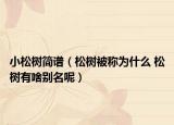 小松樹簡譜（松樹被稱為什么 松樹有啥別名呢）