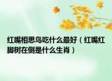 紅嘴相思鳥吃什么最好（紅嘴紅腳樹在側(cè)是什么生肖）