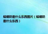 蟑螂奶是什么東西圖片（蟑螂奶是什么東西）