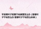 平安樹葉子發(fā)黃干枯掉落怎么辦（粉掌葉子干枯怎么辦 粉掌葉子干枯怎么補救）