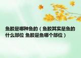 魚膠是哪種魚的（魚膠其實是魚的什么部位 魚膠是魚哪個部位）