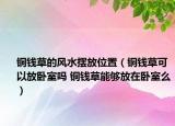 銅錢草的風(fēng)水?dāng)[放位置（銅錢草可以放臥室嗎 銅錢草能夠放在臥室么）
