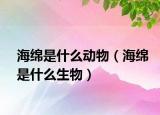 海綿是什么動物（海綿是什么生物）