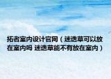 拓者室內(nèi)設(shè)計(jì)官網(wǎng)（迷迭草可以放在室內(nèi)嗎 迷迭草能不有放在室內(nèi)）
