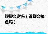 銀柳會(huì)謝嗎（銀柳會(huì)掉色嗎）