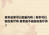麥冬盆景可以放室內(nèi)嗎（麥冬可以放在客廳嗎 麥冬能不能放在客廳養(yǎng)）