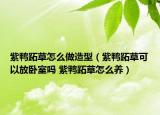 紫鴨跖草怎么做造型（紫鴨跖草可以放臥室嗎 紫鴨跖草怎么養(yǎng)）