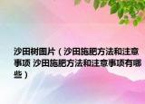 沙田樹圖片（沙田施肥方法和注意事項 沙田施肥方法和注意事項有哪些）