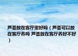 蘆薈放在客廳里好嗎（蘆薈可以放在客廳養(yǎng)嗎 蘆薈放在客廳養(yǎng)好不好）