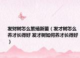發(fā)財樹怎么繁殖新苗（發(fā)才樹怎么養(yǎng)才長得好 發(fā)才樹如何養(yǎng)才長得好）