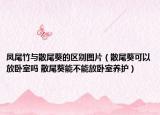 鳳尾竹與散尾葵的區(qū)別圖片（散尾葵可以放臥室嗎 散尾葵能不能放臥室養(yǎng)護）