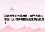 適合新手的養(yǎng)殖項目（新手養(yǎng)殖注意些什么 新手養(yǎng)殖需要注意的要點）