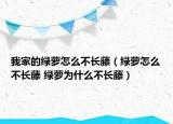 我家的綠蘿怎么不長藤（綠蘿怎么不長藤 綠蘿為什么不長藤）
