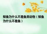 鯨魚為什么不是魚類動物（鯨魚為什么不是魚）