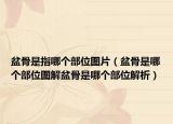 盆骨是指哪個部位圖片（盆骨是哪個部位圖解盆骨是哪個部位解析）