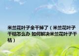 米蘭花葉子全干掉了（米蘭花葉子干枯怎么辦 如何解決米蘭花葉子干枯）