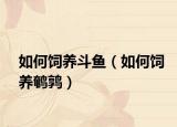 如何飼養(yǎng)斗魚(yú)（如何飼養(yǎng)鵪鶉）