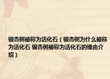 銀杏樹被稱為活化石（銀杏樹為什么被稱為活化石 銀杏樹被稱為活化石的緣由介紹）