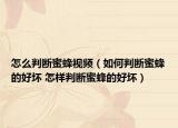 怎么判斷蜜蜂視頻（如何判斷蜜蜂的好壞 怎樣判斷蜜蜂的好壞）