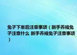 兔子下崽后注意事項（新手養(yǎng)殖兔子注意什么 新手養(yǎng)殖兔子注意事項）