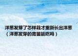 洋蔥發(fā)芽了怎樣栽才重新長出洋蔥（洋蔥發(fā)芽的青苗能吃嗎）