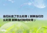 當(dāng)歸長(zhǎng)蟲(chóng)了怎么處理（新鮮當(dāng)歸怎么處理 新鮮當(dāng)歸如何處理）