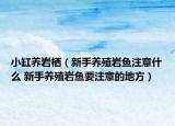 小缸養(yǎng)巖棲（新手養(yǎng)殖巖魚(yú)注意什么 新手養(yǎng)殖巖魚(yú)要注意的地方）