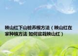 映山紅下山樁養(yǎng)根方法（映山紅在家種植方法 如何盆栽映山紅）