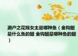 瀨戶(hù)之花嫁女主是哪種魚(yú)（金鉤翅是什么魚(yú)的翅 金鉤翅是哪種魚(yú)的翅）